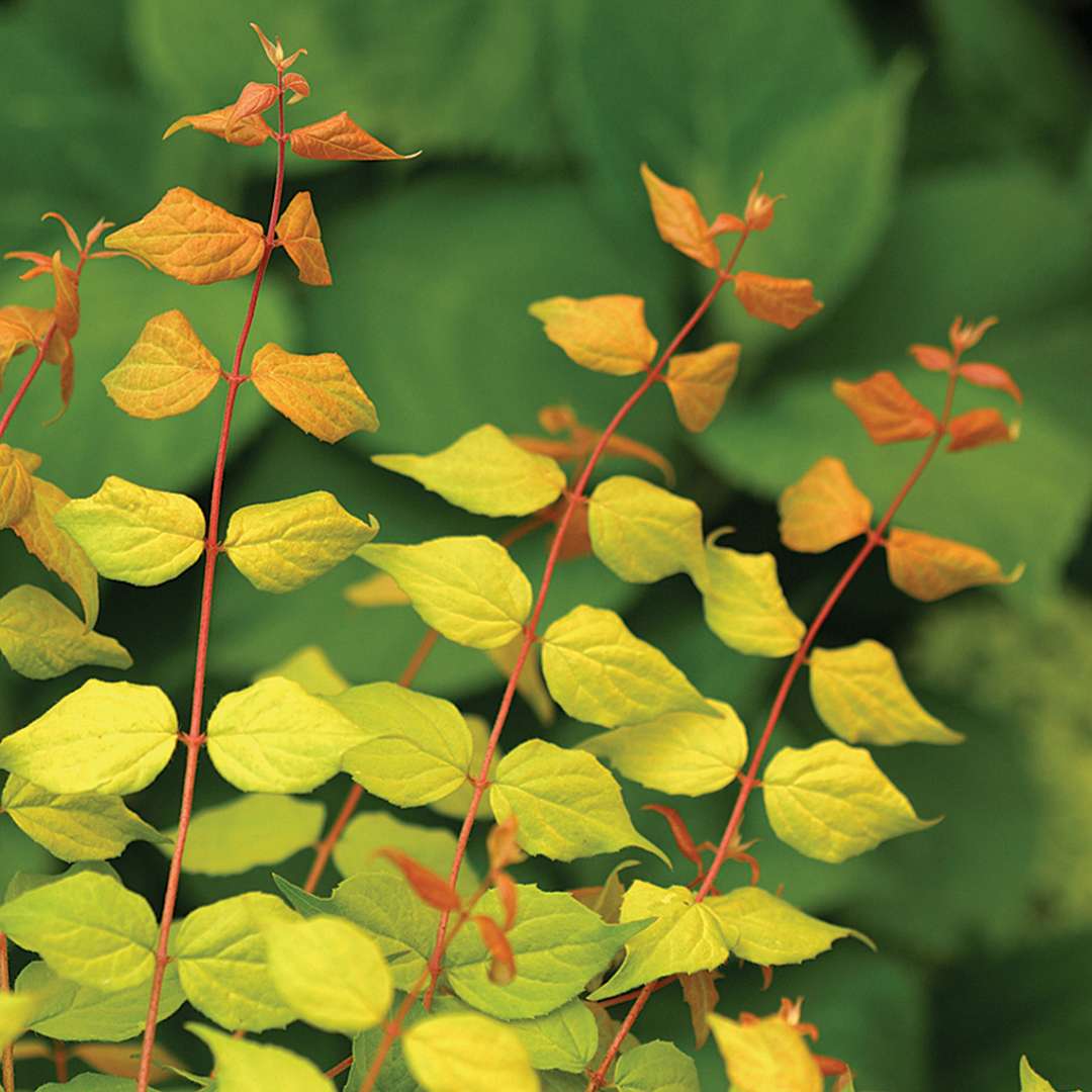 Colorful orange new growth on Dream Catcher Kolkwitzia foliage