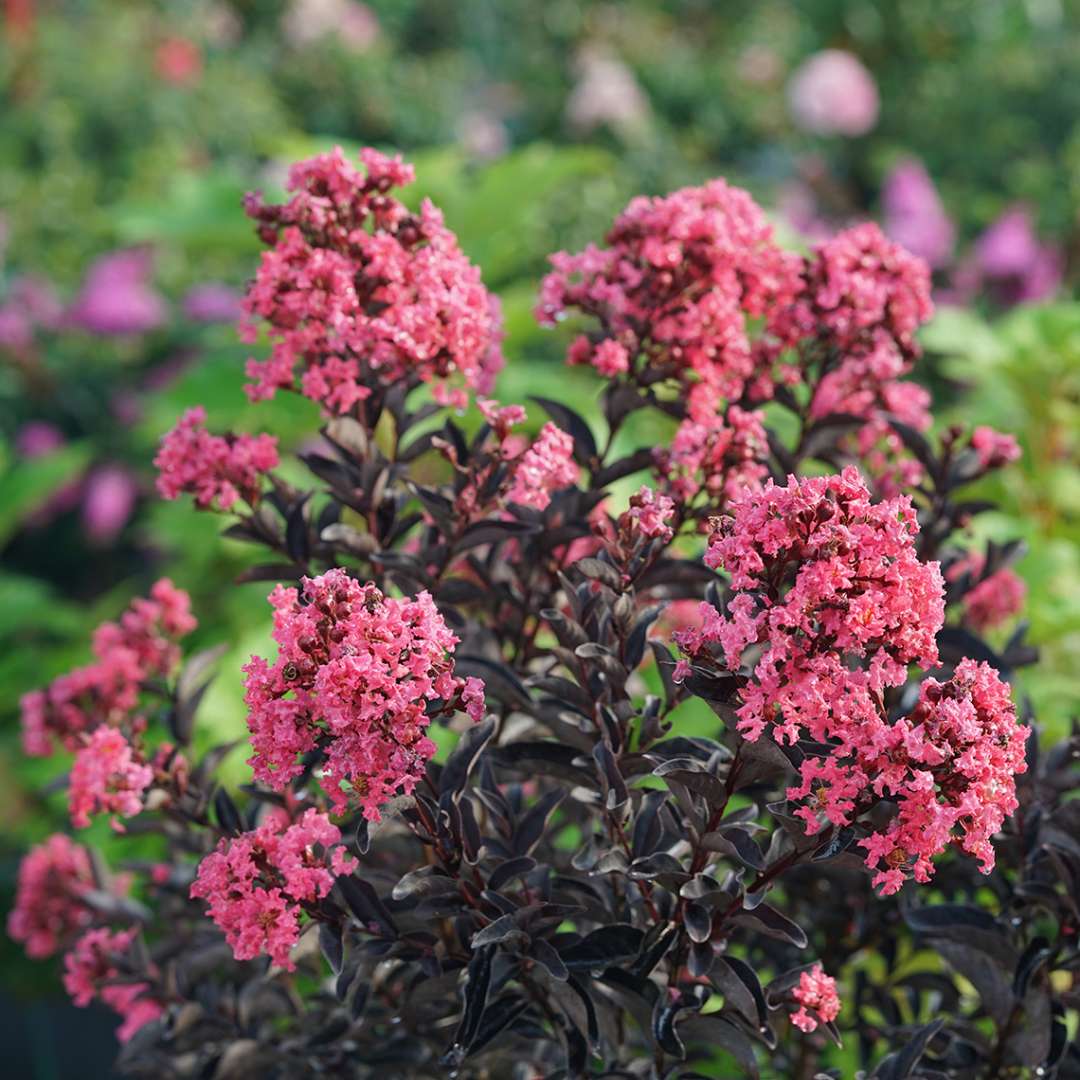 Center Stage Coral crapemyrtle's bright coral flowers contrasting against its black foliage