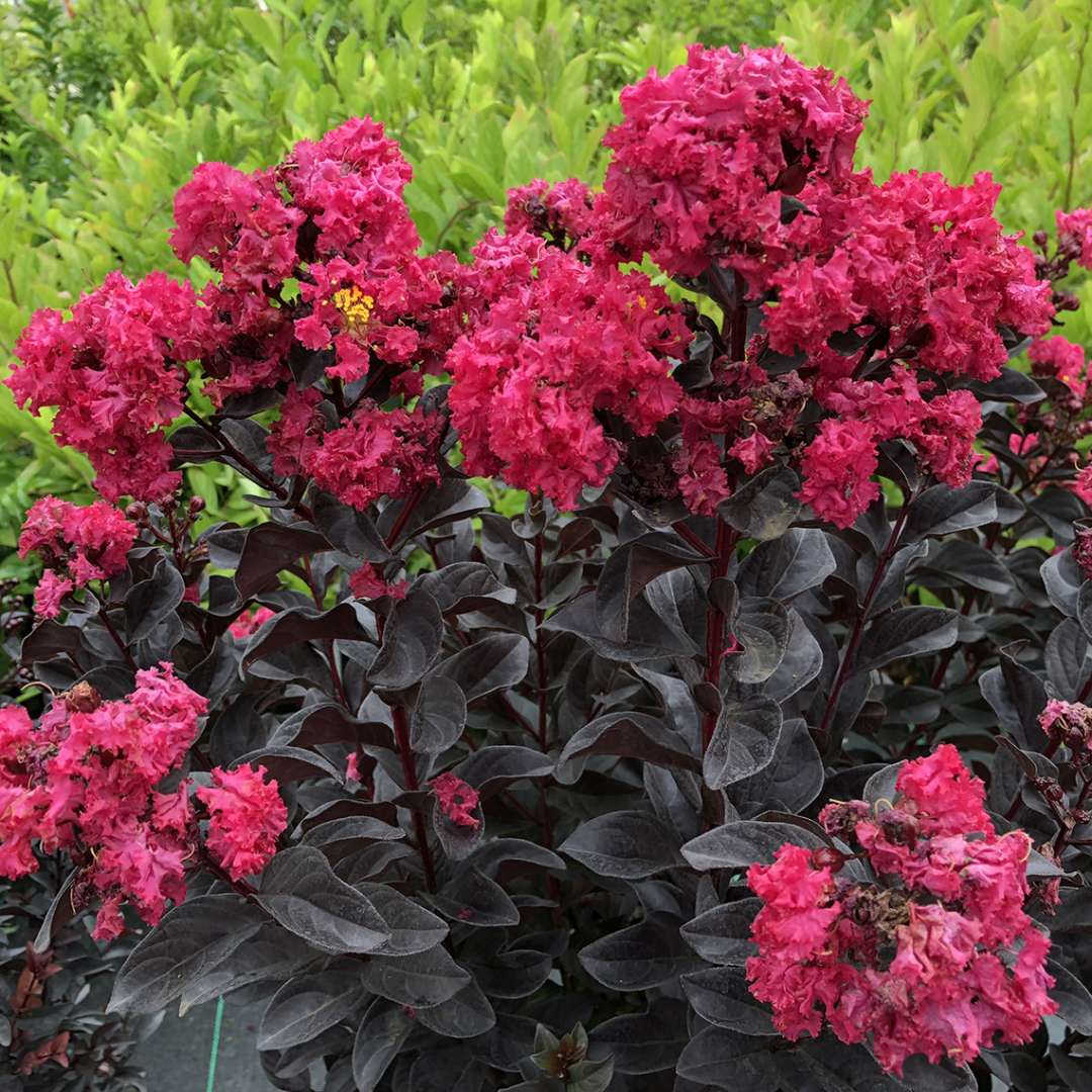 Center Stage Pink Lagerstroemia's pink blooms contrasting against its black foliage in summer