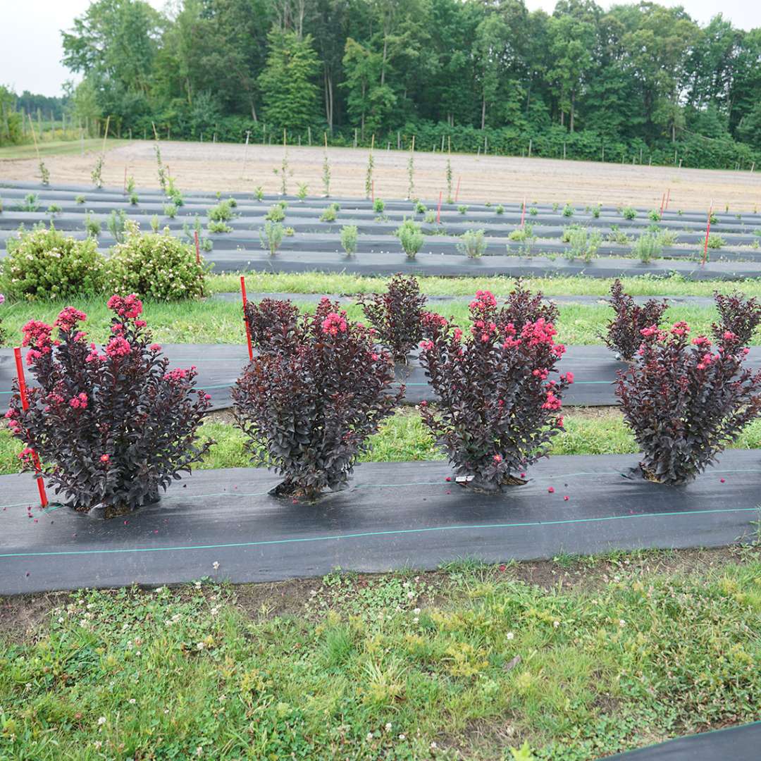 Habit of Lagerstroemia Center Stage Pink in trial field.