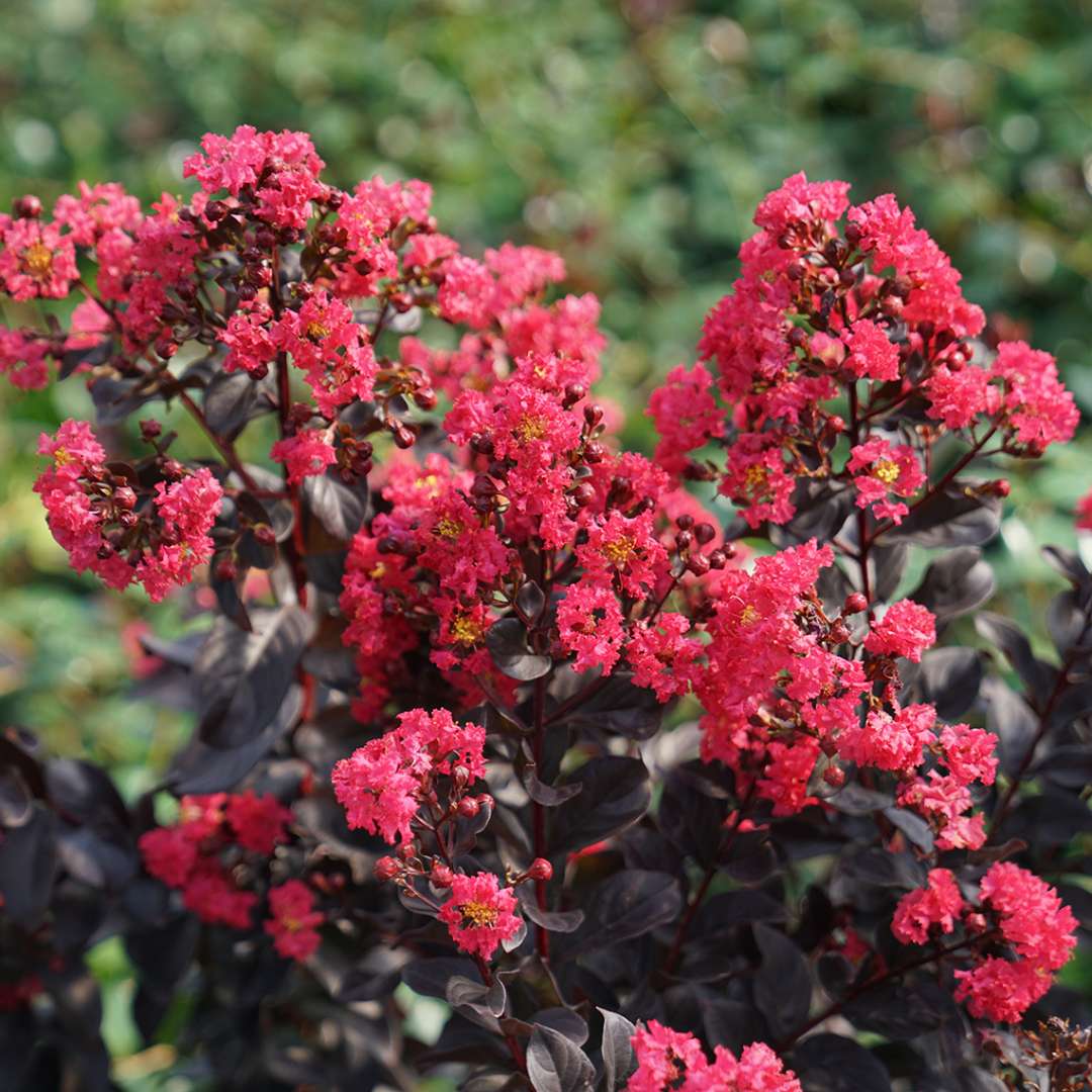 Close up of Lagerstroemia Center Stage Pink's bright pink blooms in summer