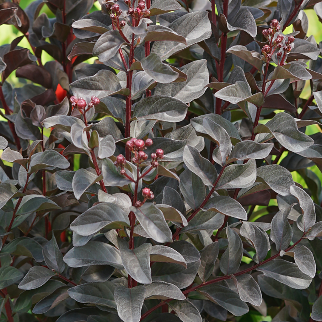 Center Stage Pink crapemyrtle's black foliage pre-pink blooms in spring