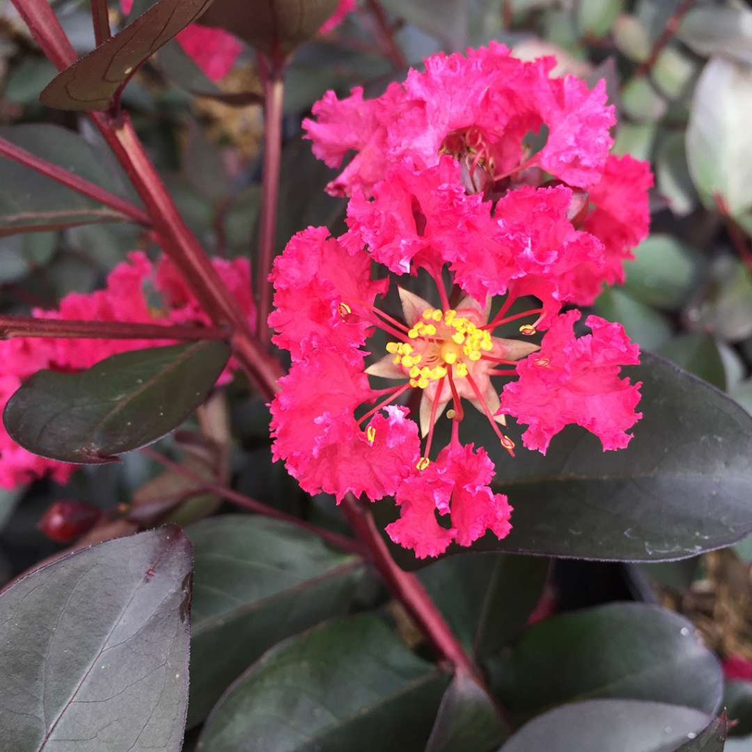 Close up of pink Double Dynamite Lagerstroemia bloom