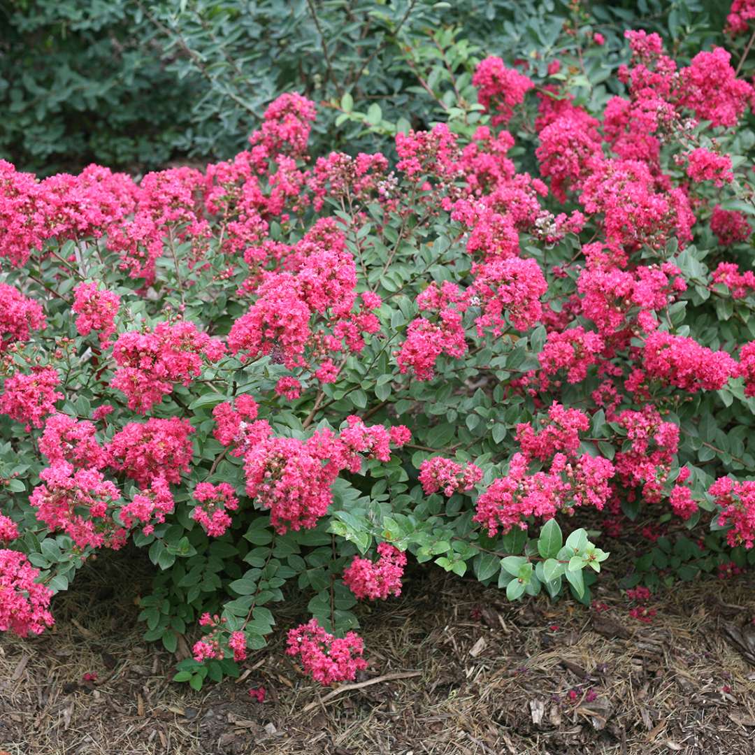 Infinitini Magenta Lagerstroemia heavy blooming in mulch