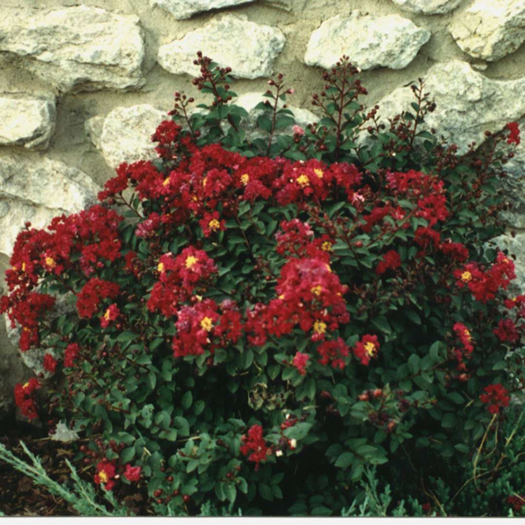 Dark red blooms of Tightwad Red Lagerstroemia