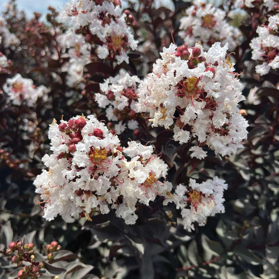 White flowers with black foliage. 