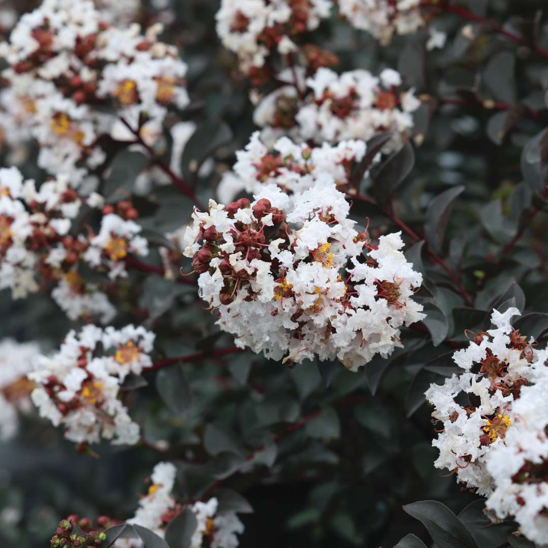 White flowers with black foliage. 