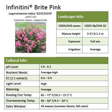Preview of Infinitini® Brite Pink Lagerstroemia Grower Sheet PDF