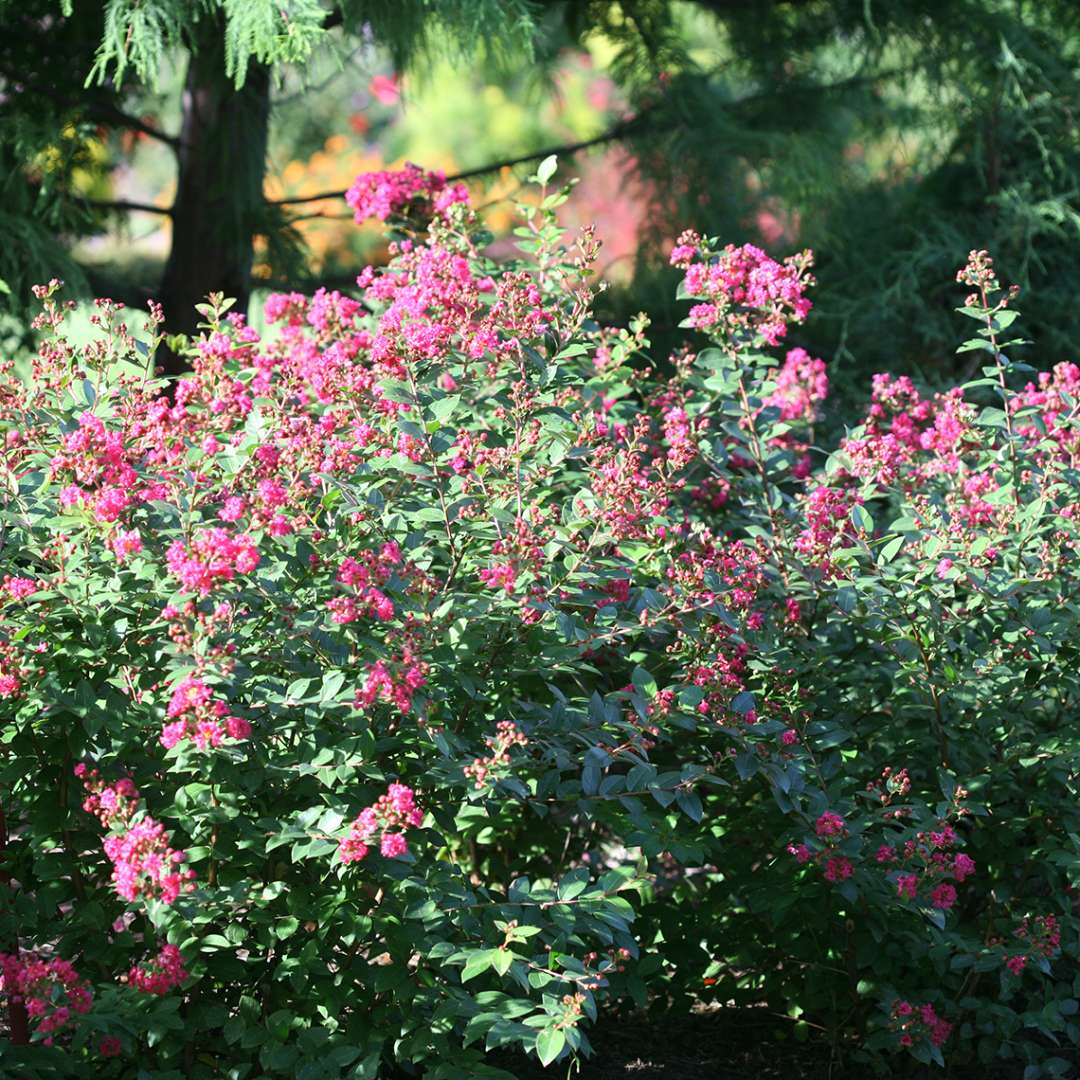 Infinitini Magenta Lagerstroemia blooming in garden