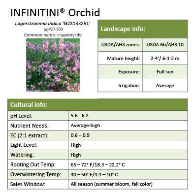 Preview of Infinitini® Orchid Lagerstroemia Grower Sheet PDF