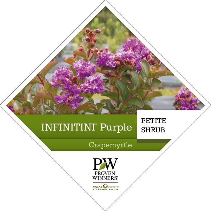 Preview of Infinitini® Purple Lagerstroemia Tag PDF