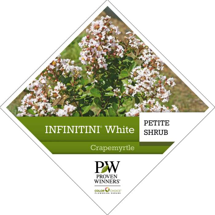 Preview of Infinitini® White Lagerstroemia Tag PDF