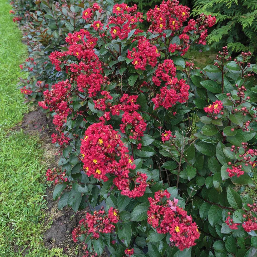 La Bamba Red crapemyrtle in the landscape.