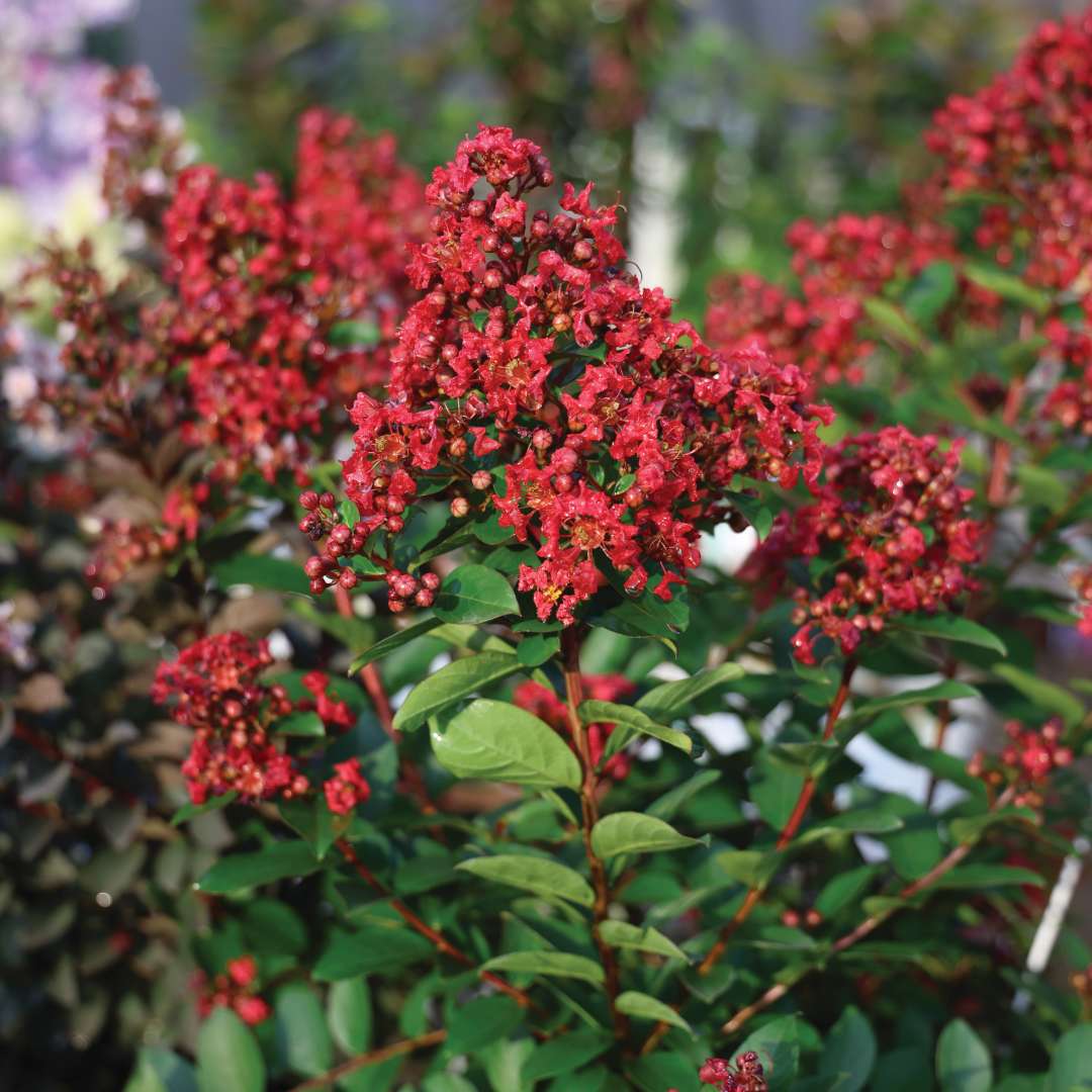 Red flowers and green foliage.