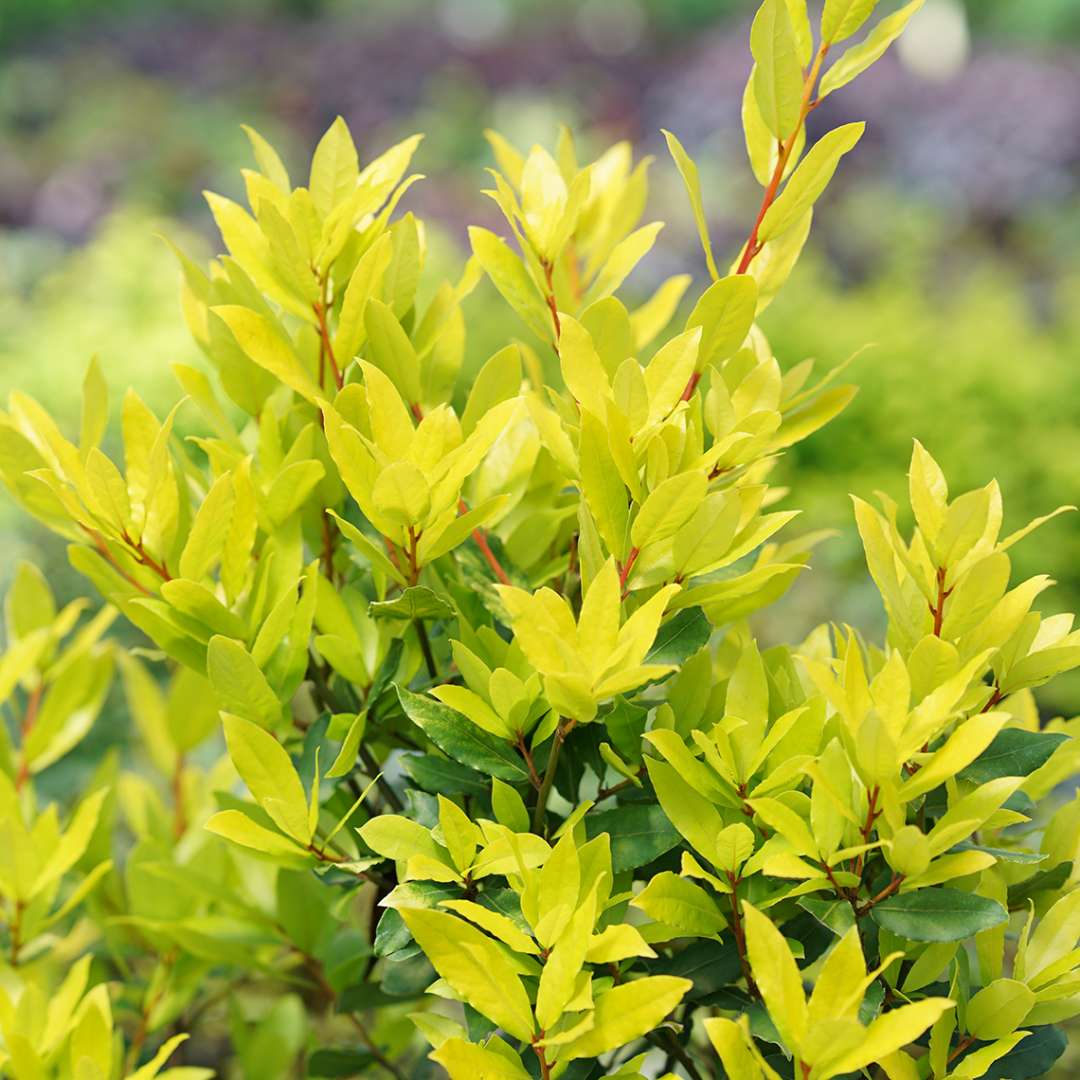 Bright lime foliage of Sicilian Sunshine Laurus in the landscape