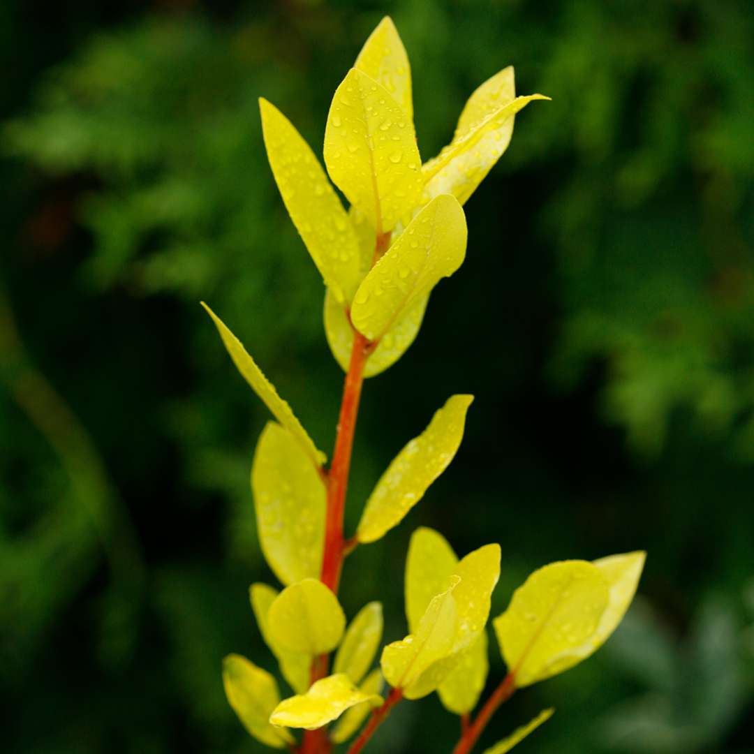 Close up of Sicilian Sunshine Laurus yellow foliage and orange stems