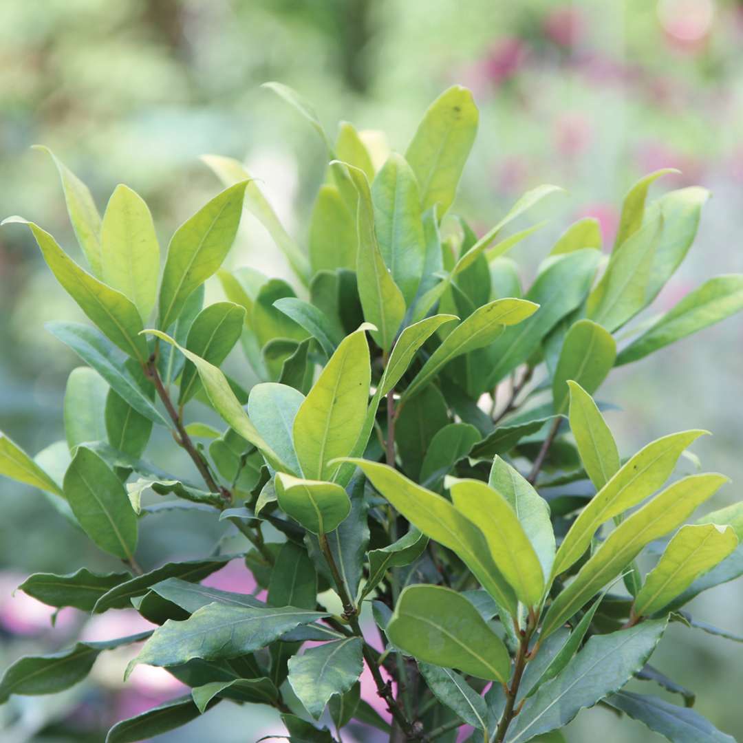 Sicilian Sunshine Laurus foliage in the landscape