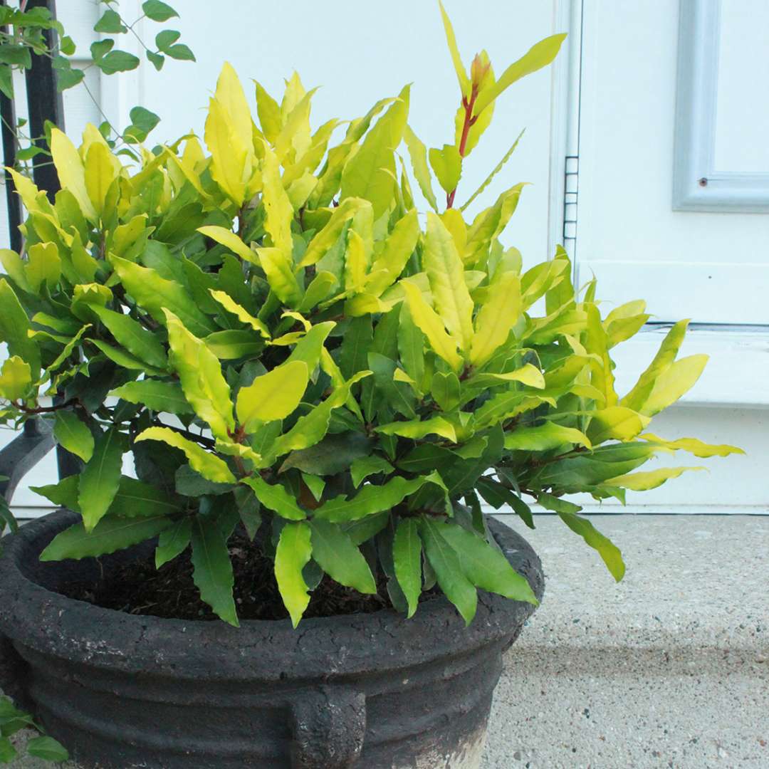 Sicilian Sunshine Laurus in a container
