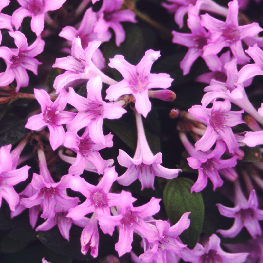 Bountiful purple Leptodermis blooms