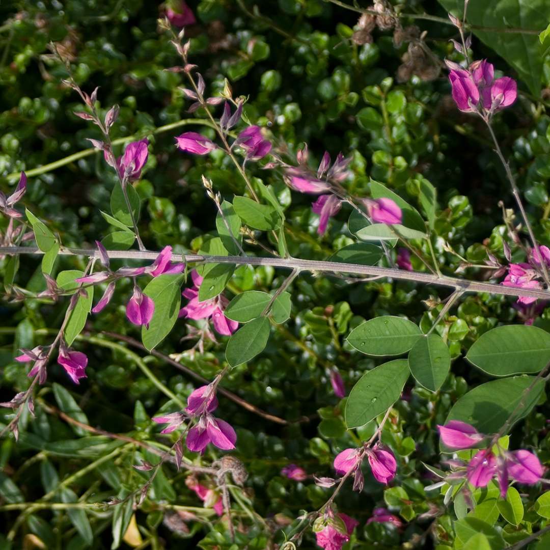 Samidare Lespedeza blooms in the landscape