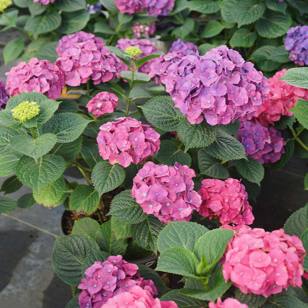 Let's Dance Big Band hydrangea with bright pink and purple blooms in a greenhouse 