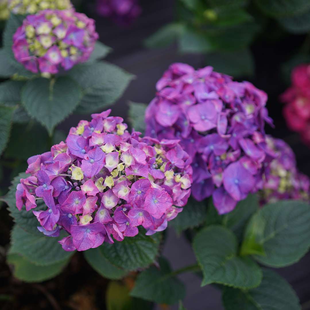 Close-up on two deep purple Let's Dance Big Band hydrangea blooms. 