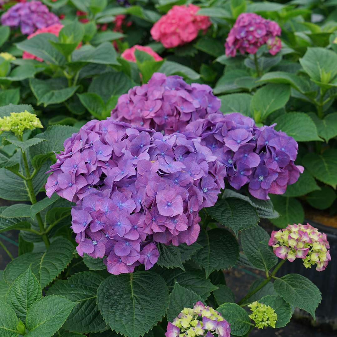 Deep purple Let's Dance Big Band hydrangea blooms.