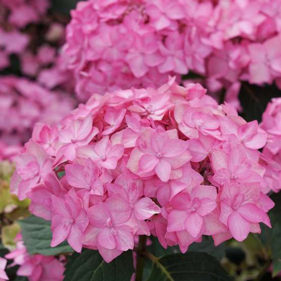 Close up of Let's Dance Can Do hydrangea's bright pink lacecap flowers