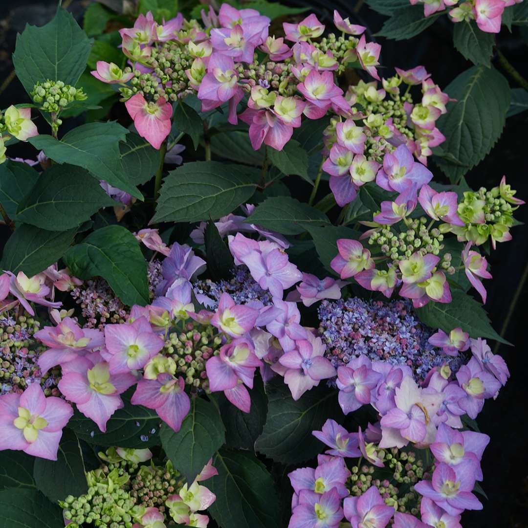 Close up of purple Let's Dance Can Do hydrangea flowers