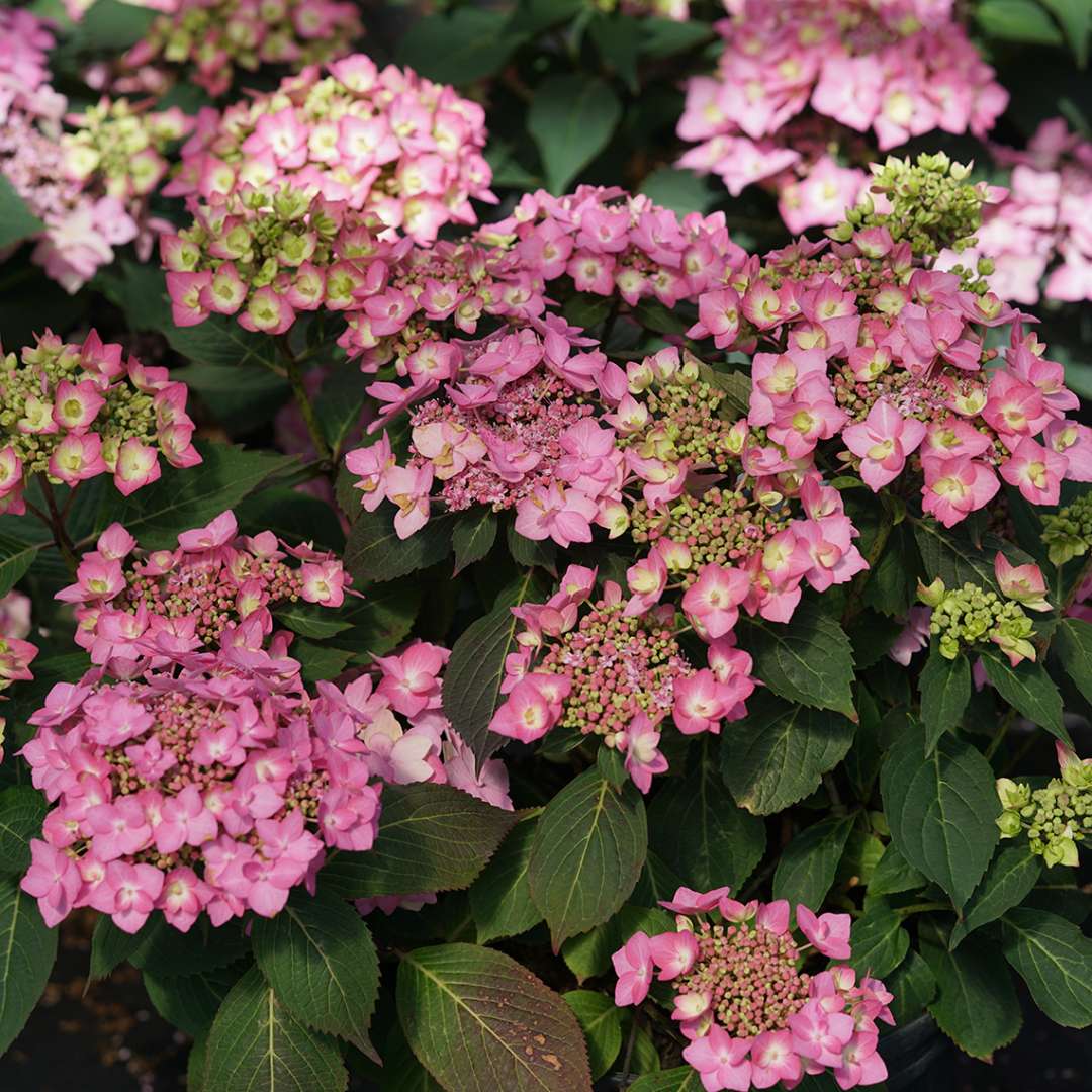 A very floriferous let's dance Can Do hydrangea