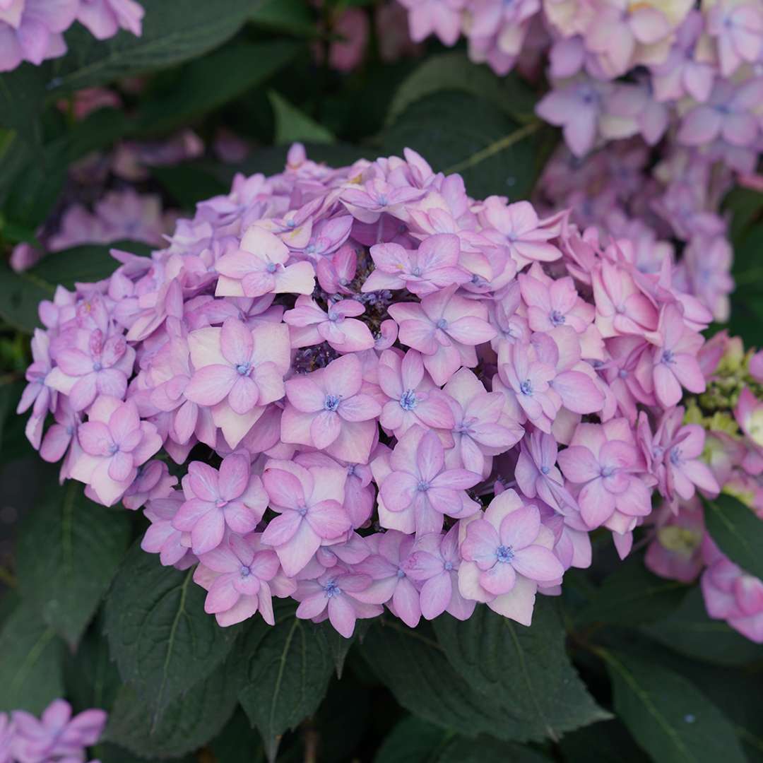 Closeup of a purple/pink bloom of Let's Dance Can Do reblooming hydrangea