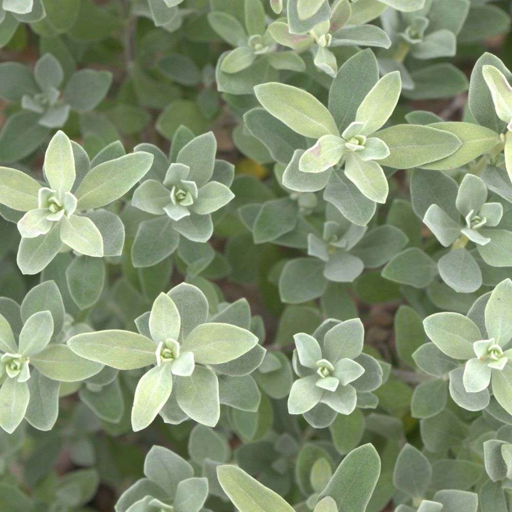 Close up of the fuzzy silver foliage of Trailblazer Silver Leucophyllum