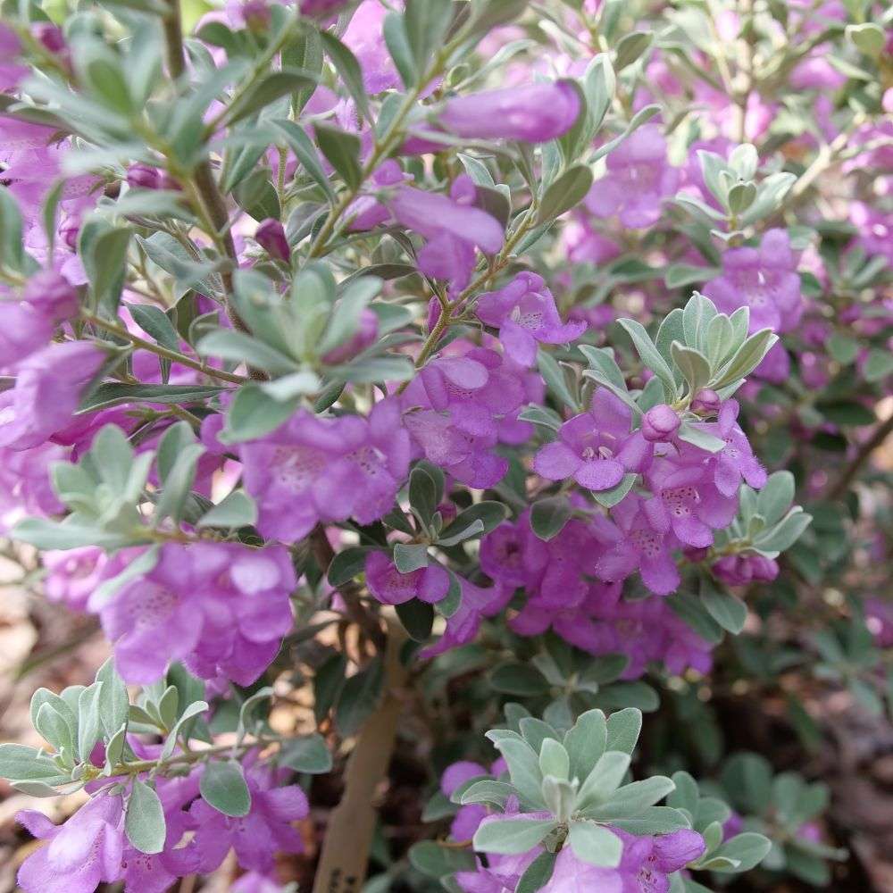 Close up of the light purple flowers and healthy silver foliage of Trailblazer Silver Texas sage