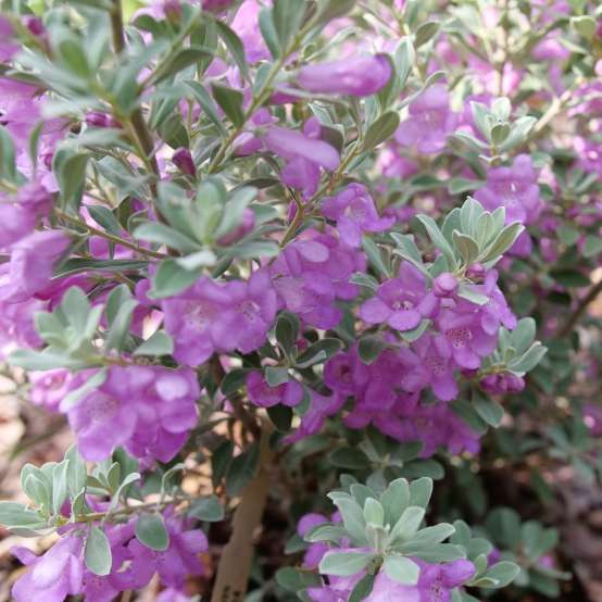 Close up of the light purple flowers and healthy silver foliage of Trailblazer Silver Texas sage