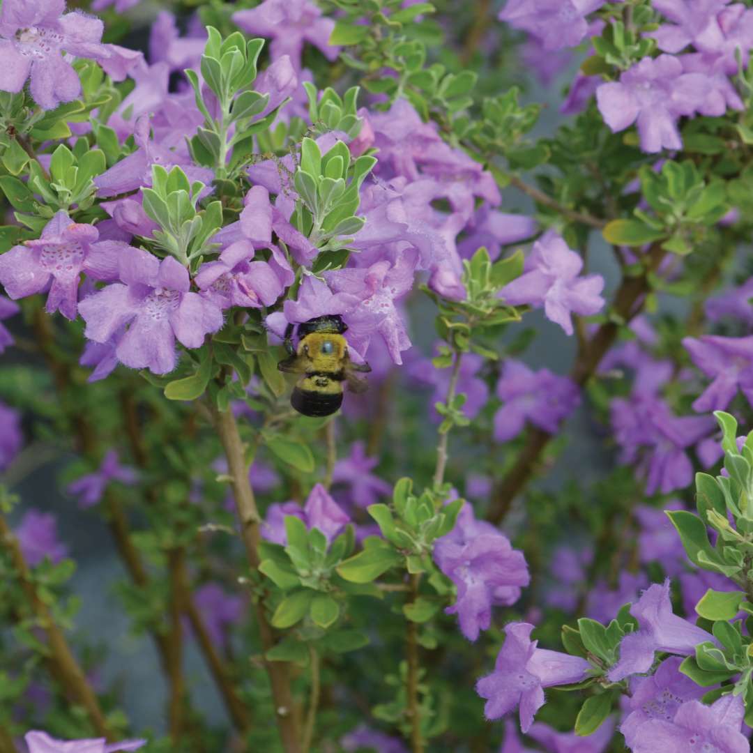 Deep green foliage & purple flowers with bee. 