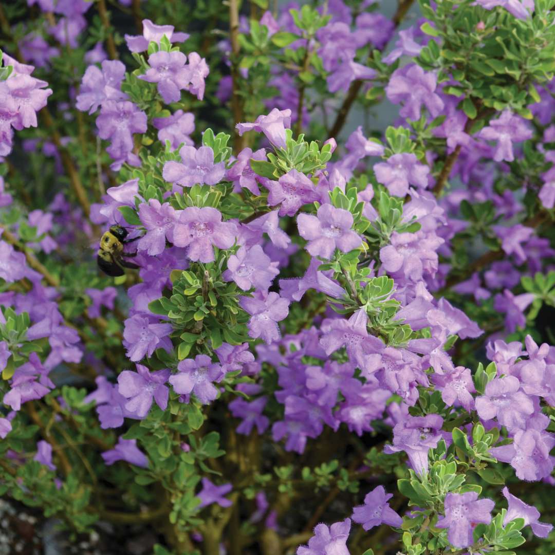 Deep green foliage & purple flowers.