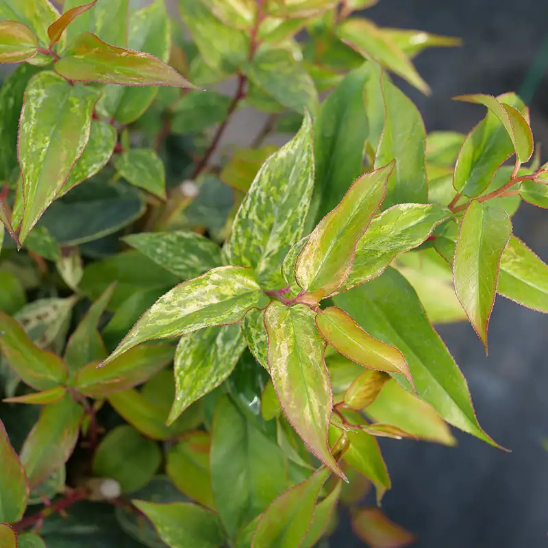 Close up of the colorful foliage of Paisley Pup leucothoe