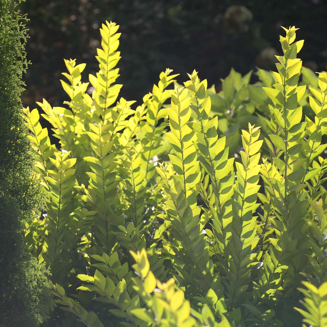 Close up of Golden Ticket privet lime green foliage