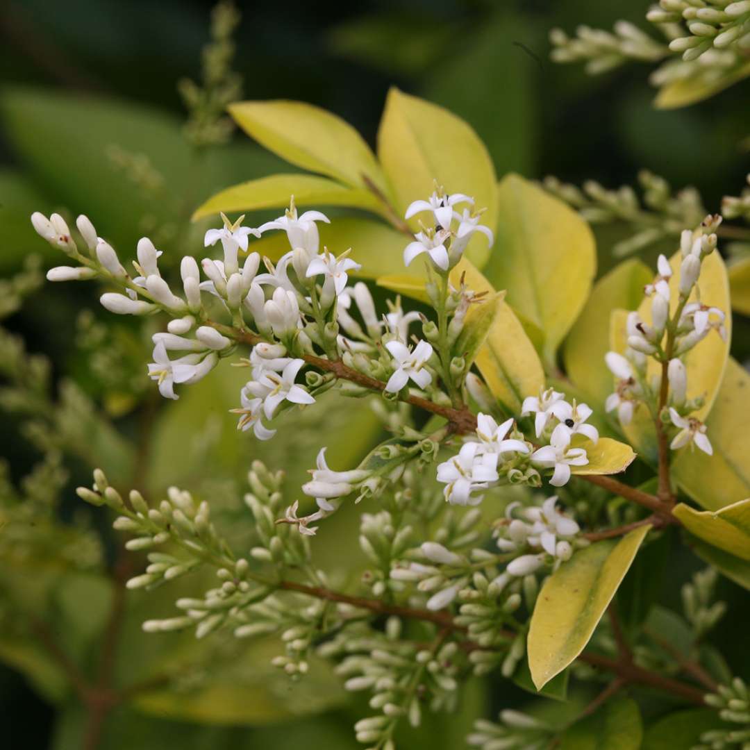 Close up of Golden Ticket Ligustrum of white blooms