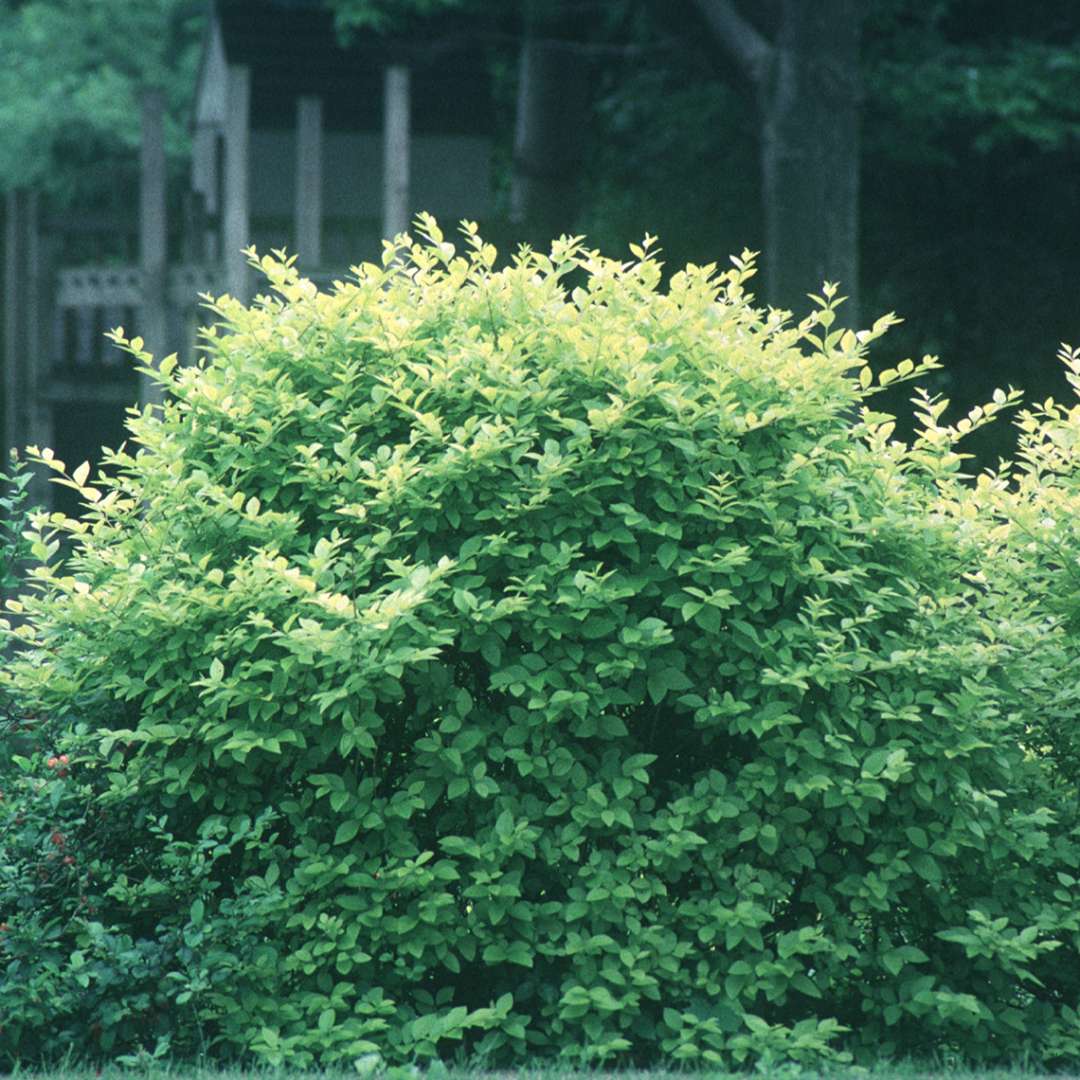 Golden Vicary Ligustrum in the landscape