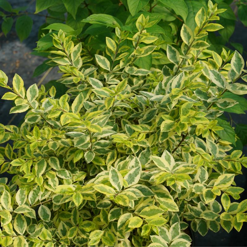 A close up of the bright gold and green foliage of Good Vibrations privet 