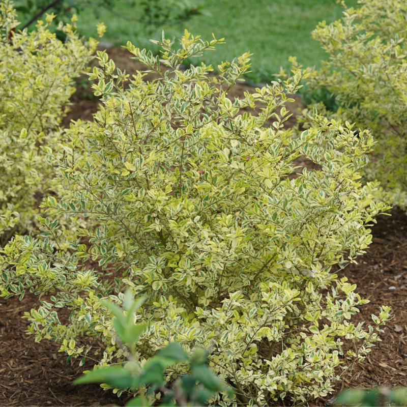 Good Vibration Ligustrum in the landscape.