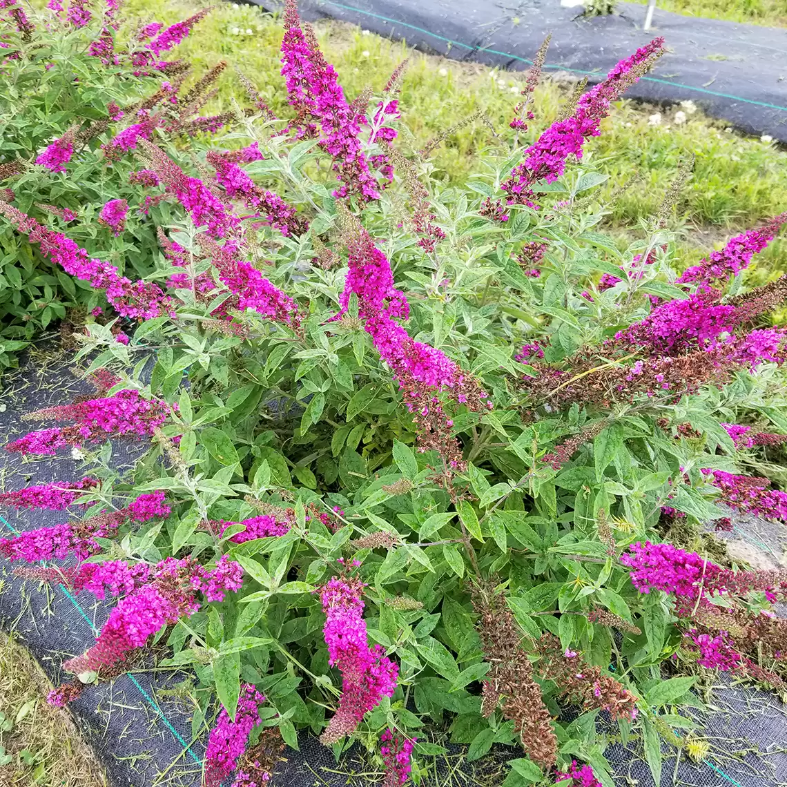 Lo & Behold Ruby Chip butterfly bush with vibrant pink blooms in a trail field 