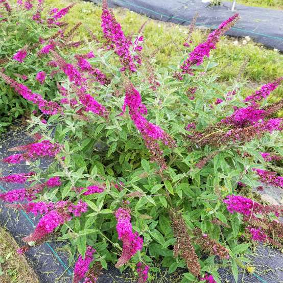 Lo & Behold Ruby Chip butterfly bush with vibrant pink blooms in a trail field 