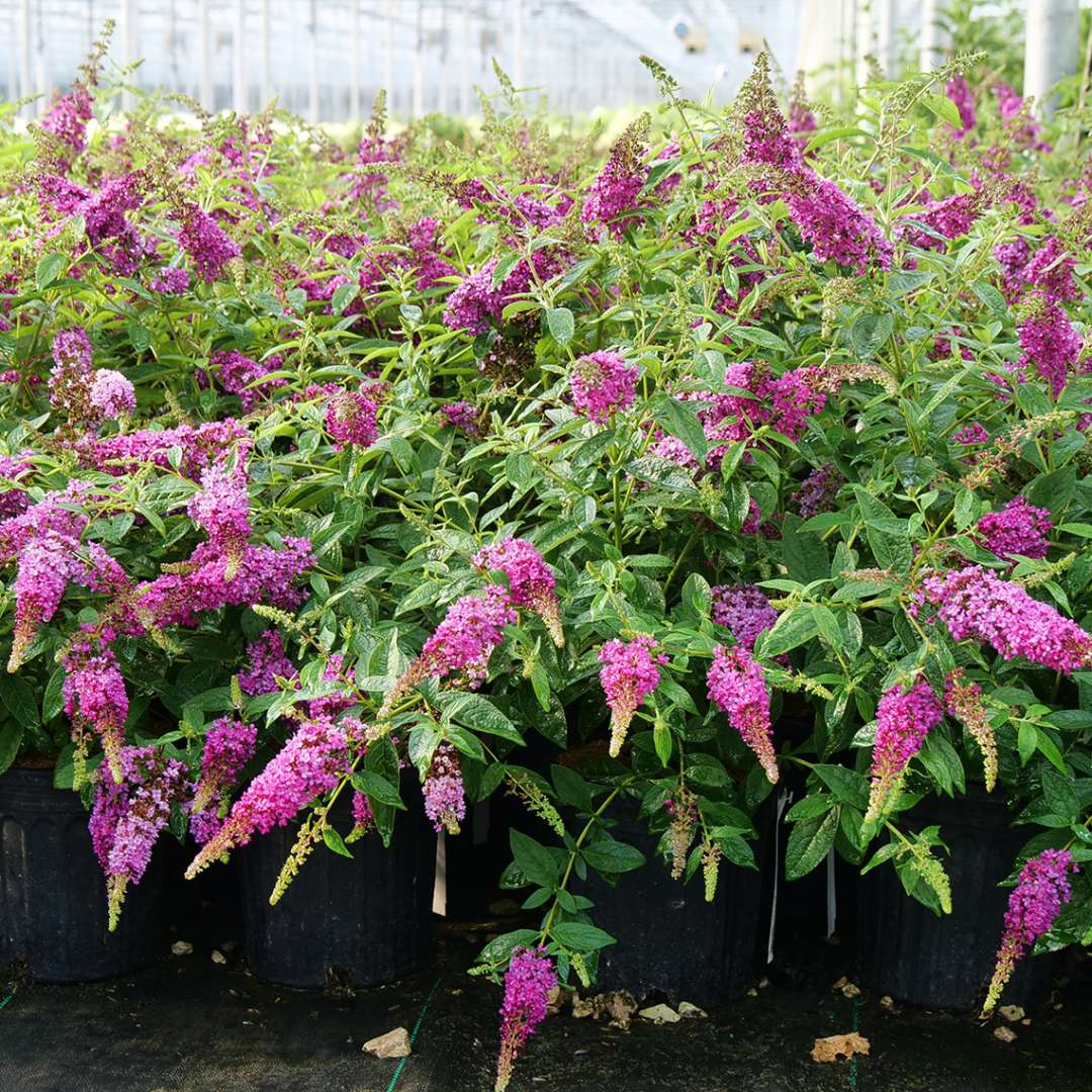 Lo & Behold Ruby Chip buddleia in black containers in a greenhouse