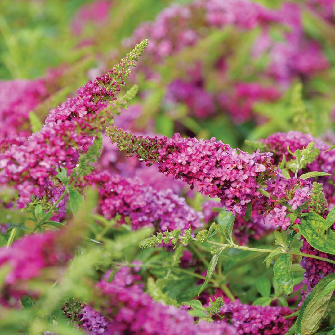 Close up of the bright pink blooms on Lo & Behold Ruby Chip butterfly bush