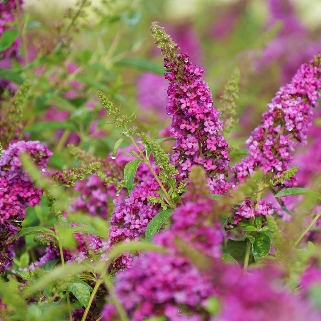 Close up of Loo & Behold Ruby Chip buddleia's vibrant pink blooms