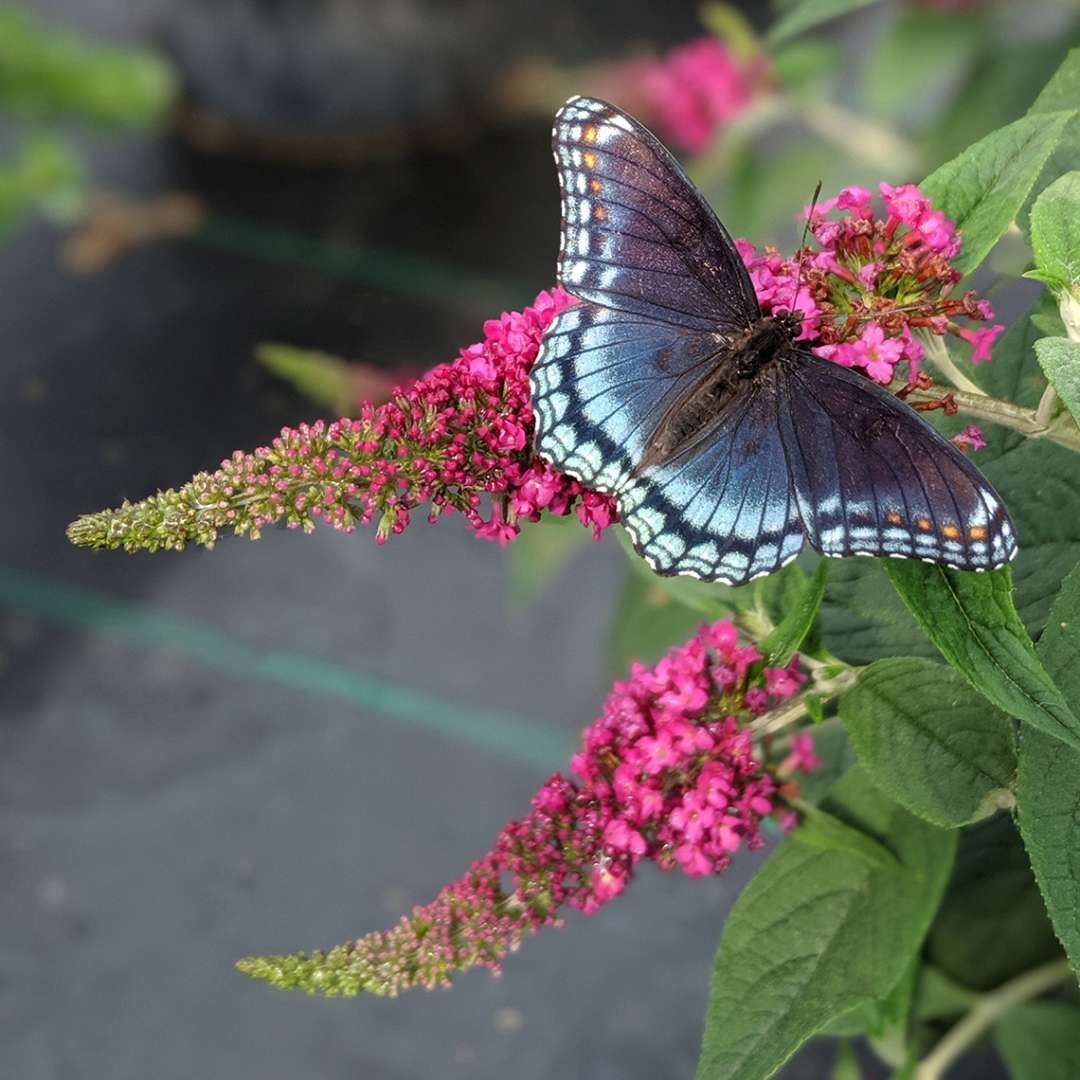 Close up of a butterfly on a Lo & Behold Ruby Chip butterfly bush bloom