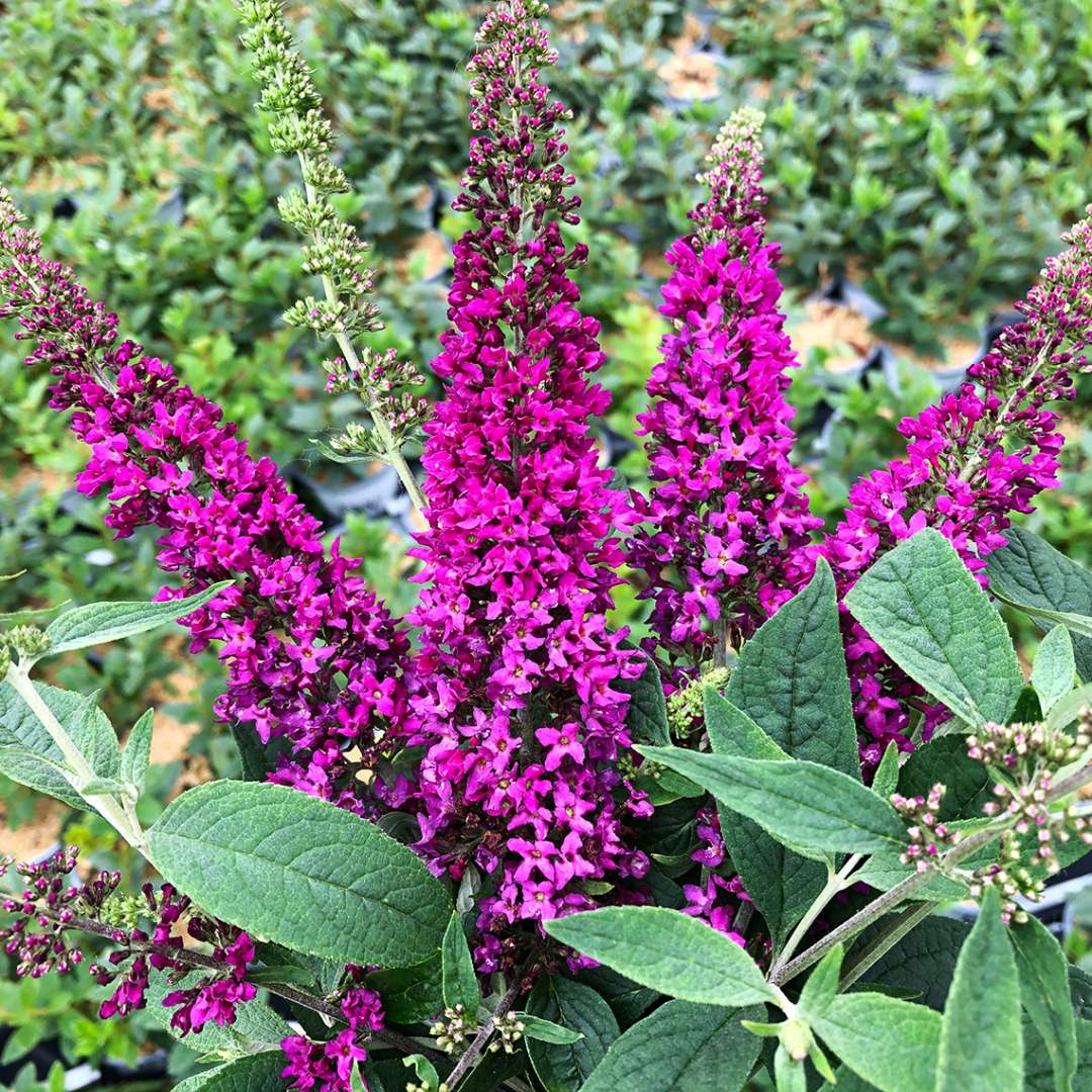 Close up of a cluster of Lo & Behold Ruby Chip butterfly bush blooms 