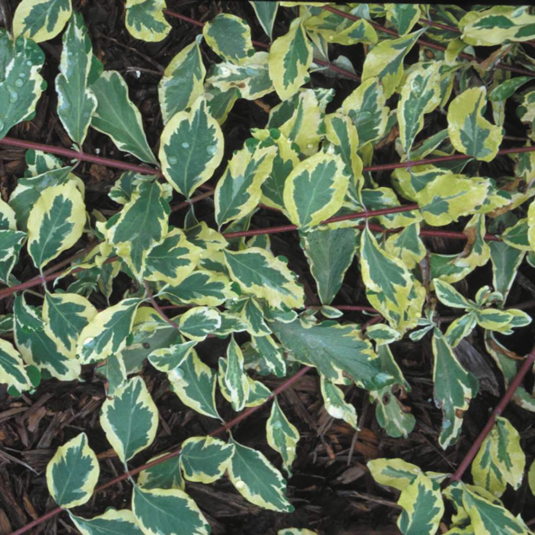 Close up of Lonicera Harlequin foliage